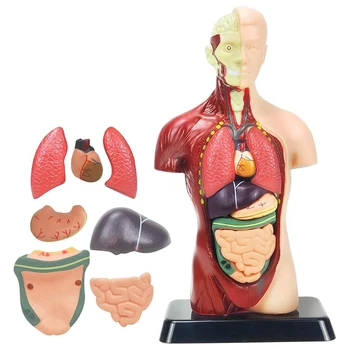 Emberi testmodell gyerekeknek Többszínű műanyag Emberi törzs Anatómiai modell játékok 8 db kivehető anatómiai baba szívvel és szervekkel
