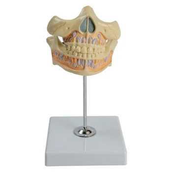 Fogászati anatómiai modell, Fogászati betegségek állandó fogmodellje tanulmány, az emberi fogak modellje állandó fogat, ínyt mutat