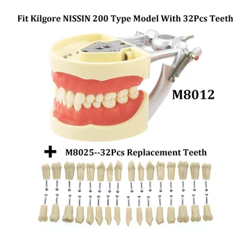 Kilgore Nissin 200 Type Fit fogászati csavaros 32Db fogak M8012 modell Töltési gyakorlat Typodont + egy teljes készletű fogpótlás
